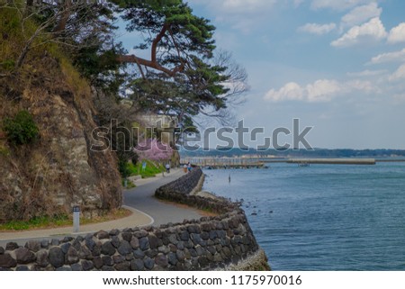 A road along the bank, with see on the right side of the picture, stone wall and pine trees and sakura, with the pier in the distance. Shot on a spring day in Matsushima, Japan.