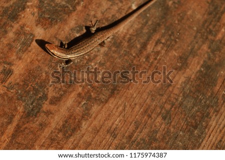 A Picture of Lizard (Skink) in the Wooden Coffee Table
