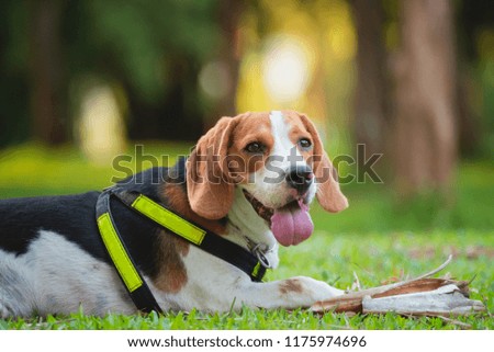 portrait of puppy beagle dog, animal concept