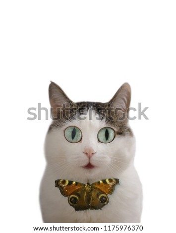 funny cat photo with butterfly tie blue eyes and copy space isolated on white