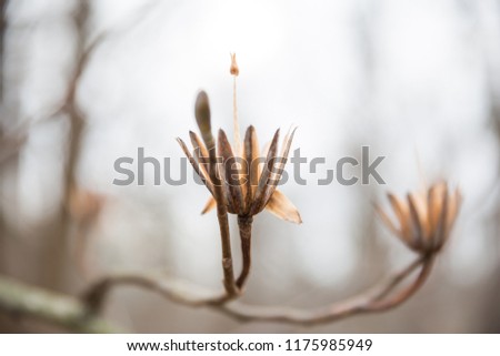 Dried Tulip Tree Flower with High Stems on Grey Winter Day in Brown County Park