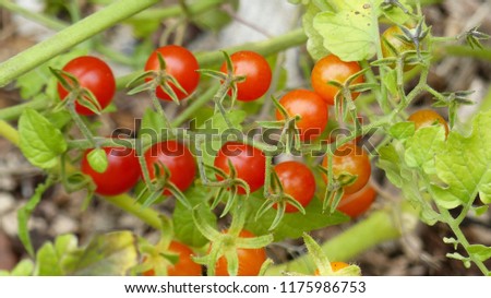 Galapagos Island Tomato, (Solanum chessmanii), Solanaceae family. Location. Hanover district, Germany