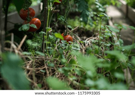 Tomatoes growing in the greenhouse