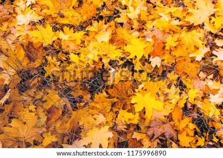 A background of colorful yellow foliage which lies in a public park in the fall afternoon.