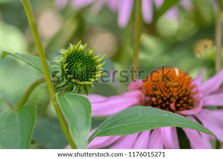 Fine art still life outdoor floral macro of an evolving single isolated young coneflower/echinacea blossom on natural blurred background taken on a sunny summer day