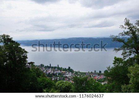 Wood at Lake Constance in south germany in summer time