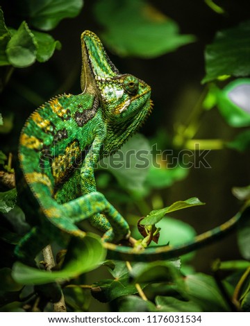 Chameleon Surrounded by Green Leaves