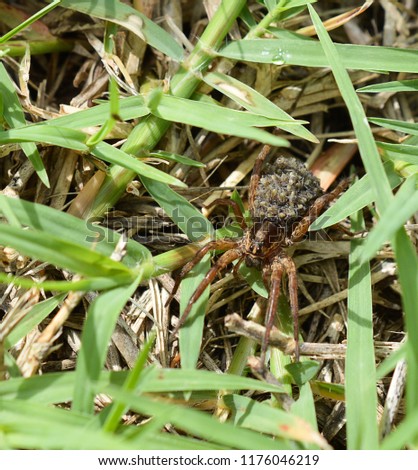 macro photo a brown wolf spider with babies on it's back camouflaged in green grass 