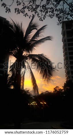 Sunset light at coconut tree between 2 condominium buildings 