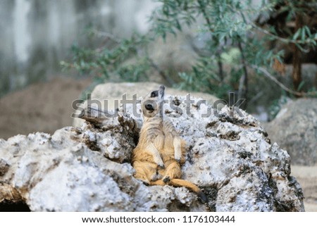 Funny small meerkat