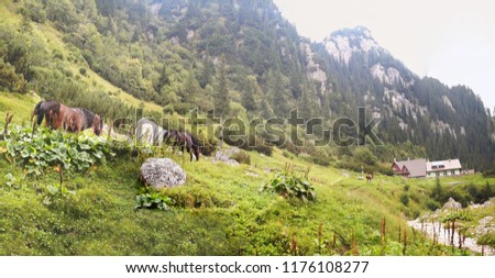 landscape with horses at Malaiesti Chalet Romania Bucegi Mountains