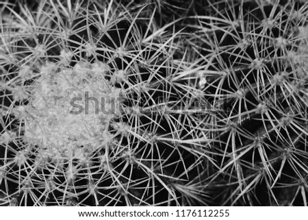 Black and white cactus texture background , Close up.