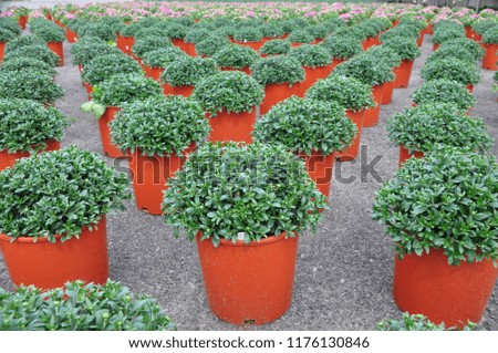 Container grown Chrysanthemums await shipping from the farm to the nursery.