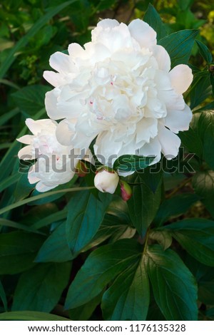 Chinese peony (Paeonia lactiflora). Called White Peony and Common Garden Peony also. Another scientific names are Paeonia edulis and Paeonia albiflora.