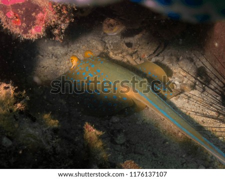 blue spotted stingray in cave