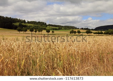  Beautiful golden wheat field country landscape