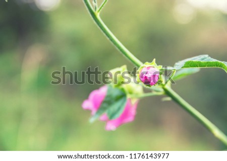 Beautiful violet flower close-up photo