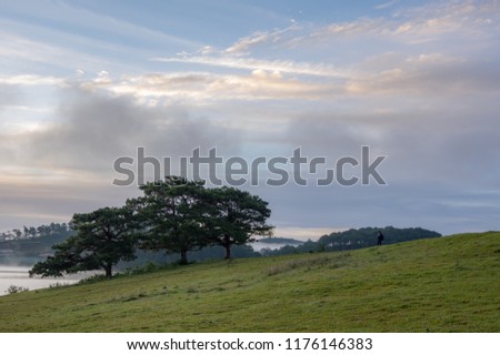 Pine forest and blue sky background with green meadow, grassland. Pictures use for advertising, design, travel, discover and printing