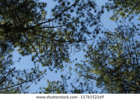 Background with sunlight in the pine forest, pine leaf and blue sky. Pictures use in design, graphic and advertising