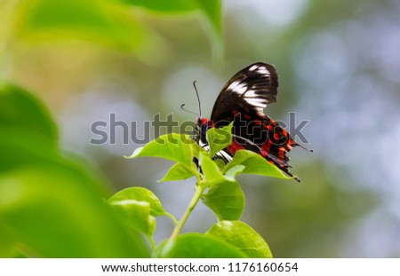 Common Mormon Butterfly sitting on the flower plants with wings wide open in its natural habitat on a beautiful Spring morning.