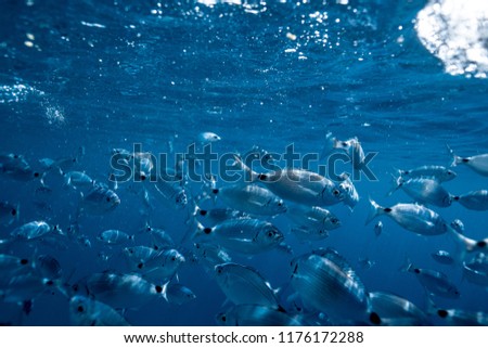 Ringel bream under water, under water photography of ocean fish in Croatia, 
fish swarm close up photo, amazing blue ocean with little fish in it, 