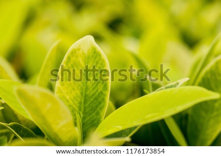 Leaves green, light yellow with patterned background blur.