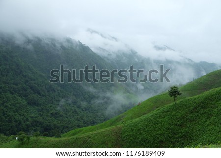 beautiful green mountain with fog