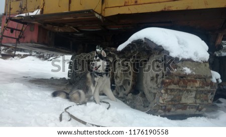 Husky seat near tractor . Winter game with husky. Cold walk.