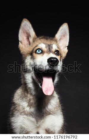 Cute Siberian husky puppy with eyes in blue and brown on black background in Studio