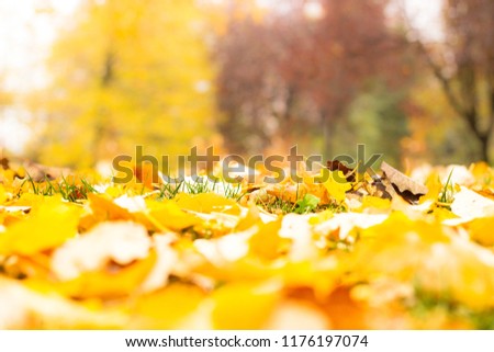 Sunny autumn scenery in an city park 