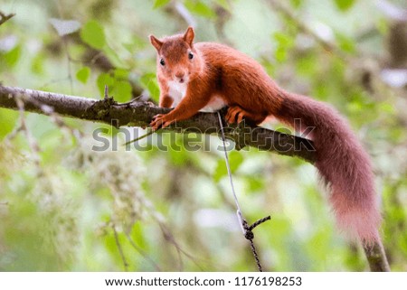 Native Red squirrel in Scottish highlands 