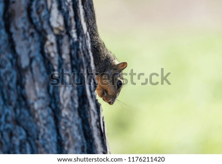 Cute squirrel at the Lake Balboa Park in Los Angeles, California, hiding behind the tree