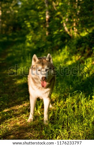 Portrait of Cute beautiful beige and white siberian husky dog with brown eyes standing in the forest at sunset