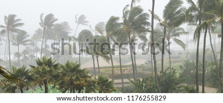 Palm trees blowing in the wind and rain as a hurricane approaches a tropical island coastline Royalty-Free Stock Photo #1176255829
