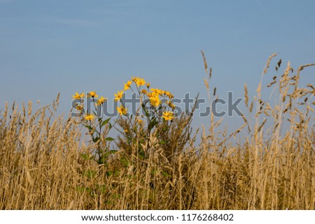 Yellow lonely beautiful flower in the field. Sunny summer day and blue sky. Dry grass and flowers.