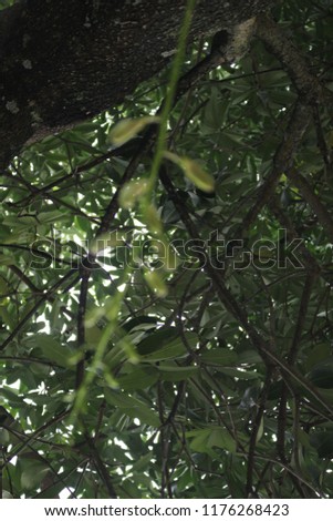  Green bud of orchid on big tree