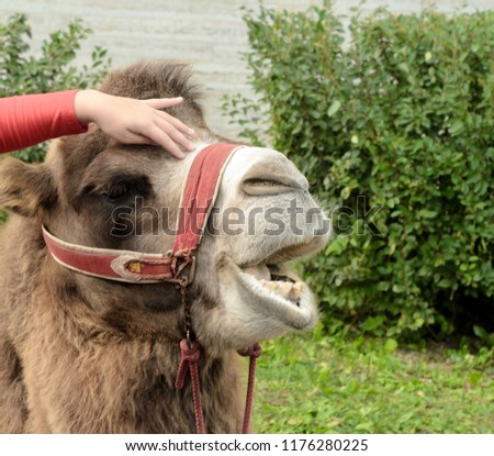 girl strokes a camel and he moans in pleasure. Royalty-Free Stock Photo #1176280225