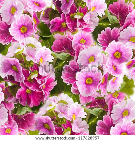 A spring primrose is in a bouquet, floral background Royalty-Free Stock Photo #117628957
