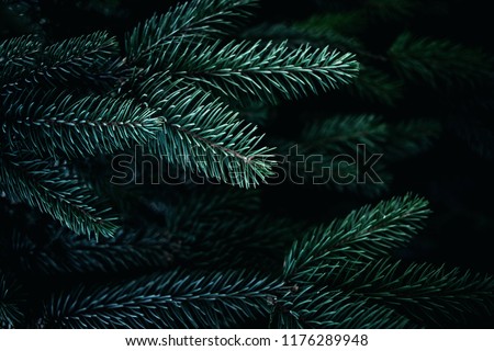 Christmas  Background with beautiful green pine tree brunch close up. Copy space.
