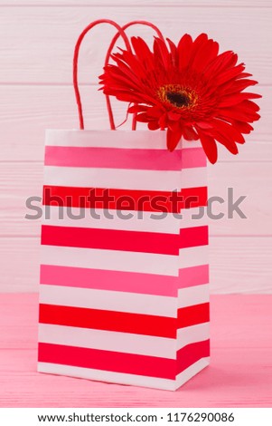Red gerbera daisy flower in striped shopping bag. Close up. Pink wooden background.