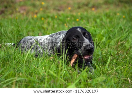 german shorthaired pointer, kurtshaar one black spotted puppy  lies on the green grass in the evening and gnawing a stick,  close-up portrait