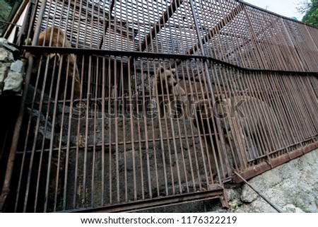 bears in cages in the Zoo