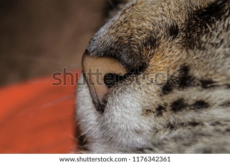 Muzzle of a Thai cat close-up
