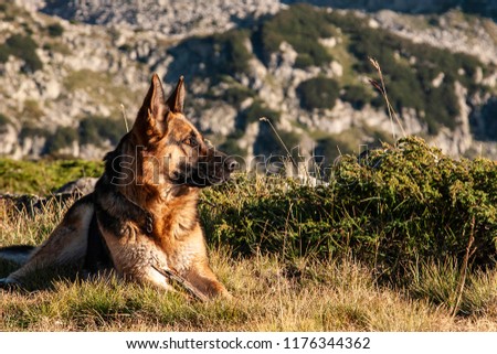 German Shepherd Dog with neck and leash is waiting Royalty-Free Stock Photo #1176344362
