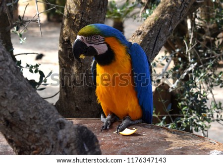 The yellow-blue parrot