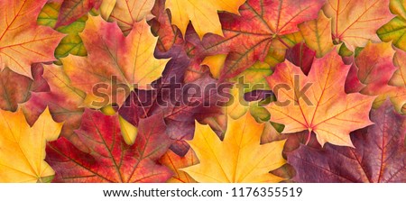 Colorful background of autumn maple tree leaves background close up. Multicolor maple leaves autumn background. High quality resolution picture Royalty-Free Stock Photo #1176355519