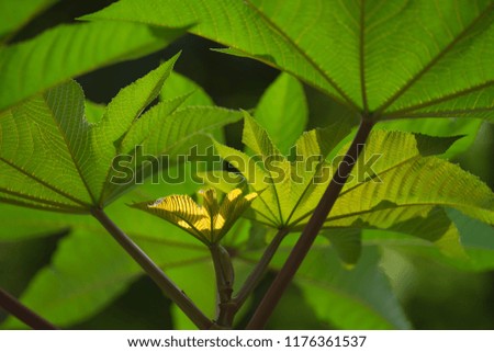 Beautiful green leaves of chestnut close-up. Natural background, texture.