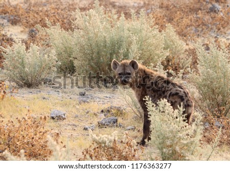 Hyena's portrait during a safari in Botswana 
