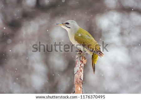 Grey-headed woodpecker (Picus canus) sits on a branch in its natural habitat under the falling snow.