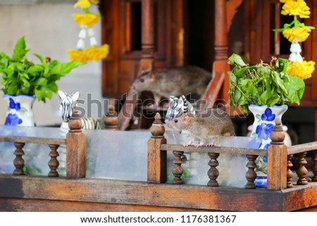 2 mice emerge from Thai spirit house. Selective focus. 